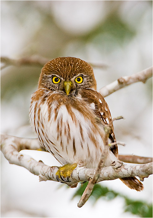 Ferruginous Pygmy owl 101 by Dr. Wayne Lynch &copy;